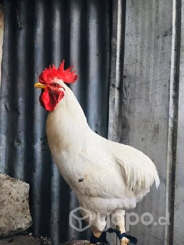 Gallos colloncos