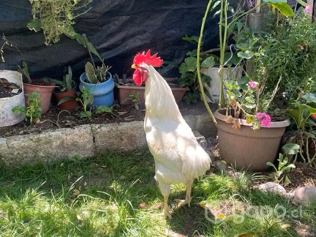 Gallos colloncos y gallinas ponedoras
