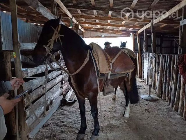 En plata o permuto por animales caballo inscrito