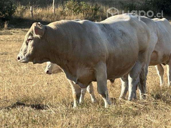 Toro charoláis - Imagen 5