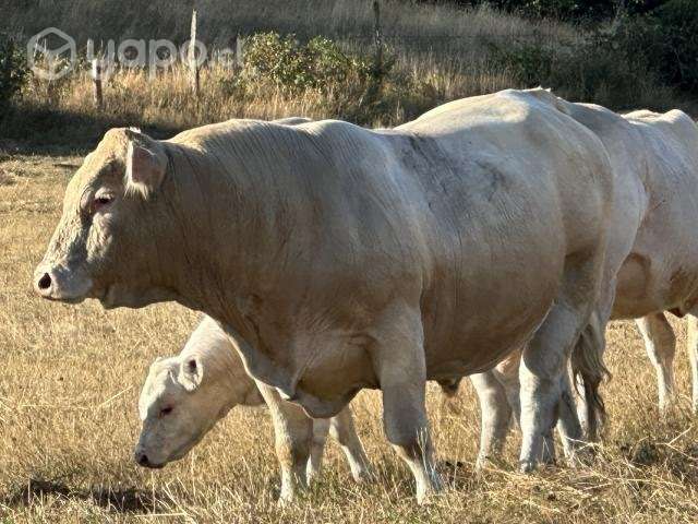 Toro charoláis - Imagen 4