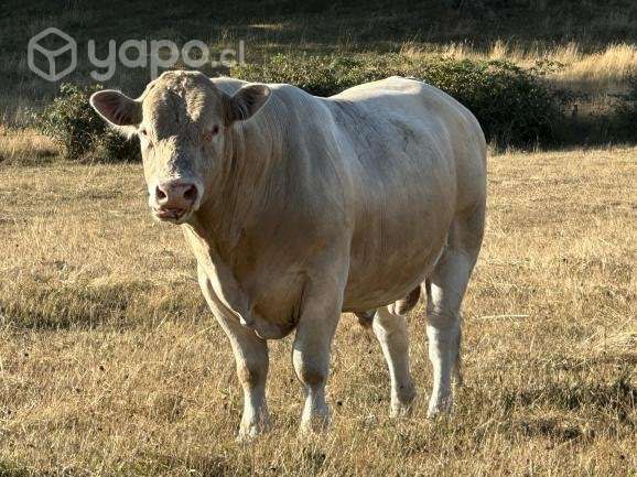Toro charoláis - Imagen 2