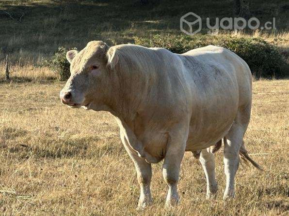 Toro charoláis - Imagen 3