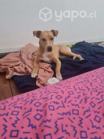 Busca hogar cachorra mezcla Jack rusell