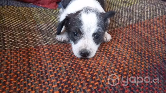 Regalo perritos bebes