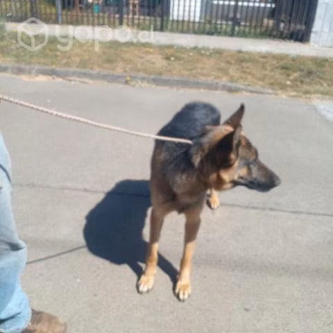 Padtor Alemán en adopción 18 meses