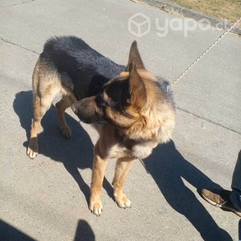 Padtor Alemán en adopción 18 meses