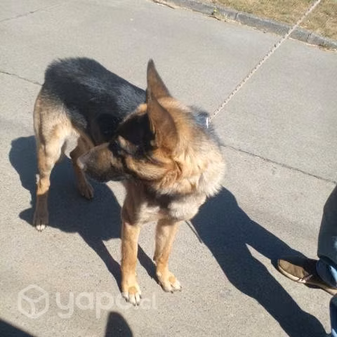 Padtor Alemán en adopción 18 meses