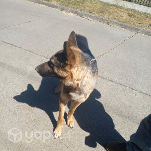 Padtor Alemán en adopción 18 meses