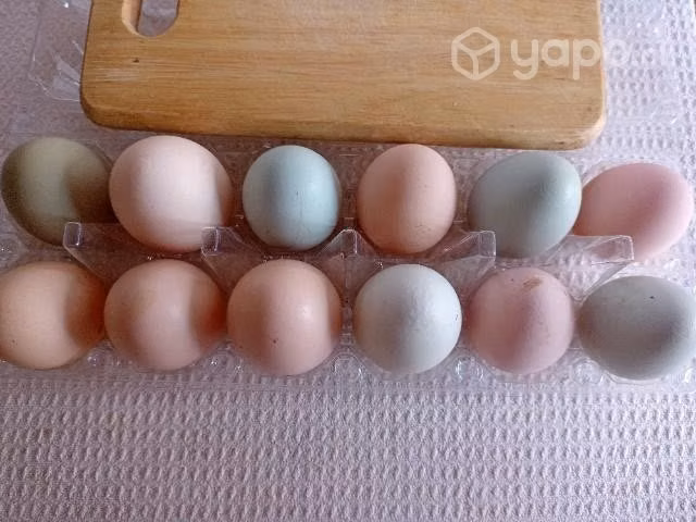 Huevos gallina feliz
