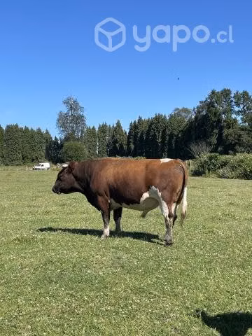 Lote de Reproductores Buena Raza
