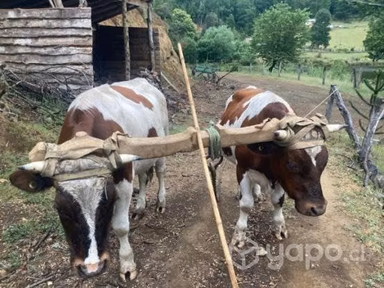 Yunta de novillos - Imagen 2