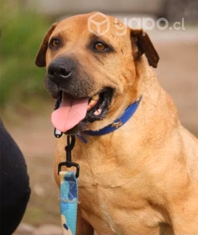 Yumé en adopción