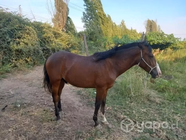 Potro