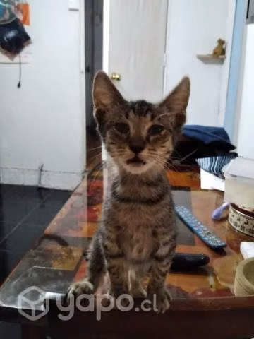 Dulce gatito Tigger en busca de una Cat-Lover