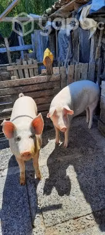 Chanchos
