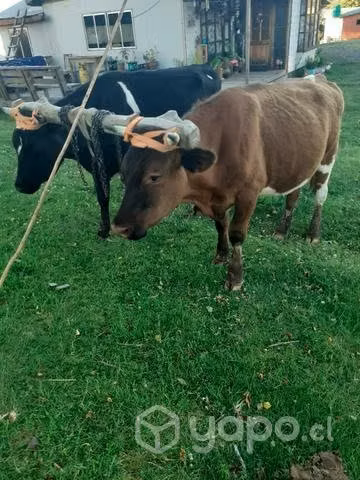 Yunta de novillos