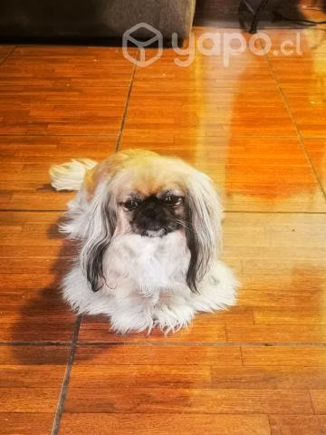 Paseadora y cuidadora de mascotas