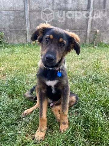 Cachorro en adopción
