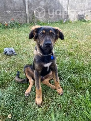 Cachorro en adopción