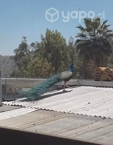 Pavo real macho 3 años - Imagen 2