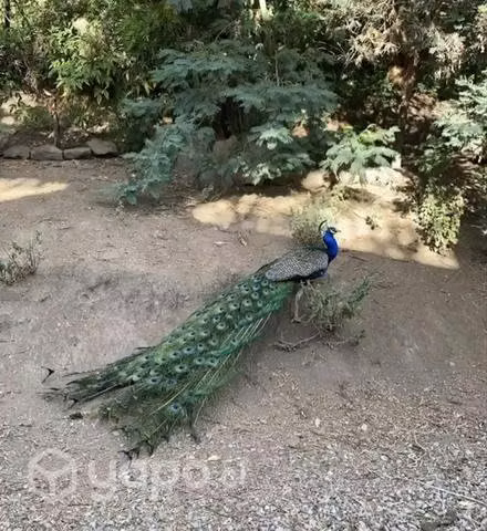 Pavo real macho 3 años