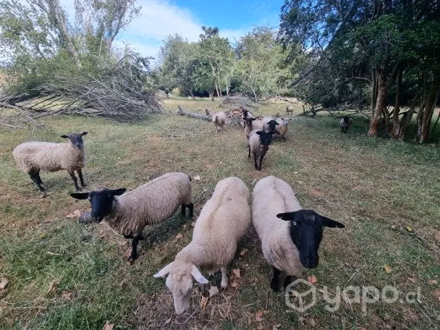 Ovejas crianza