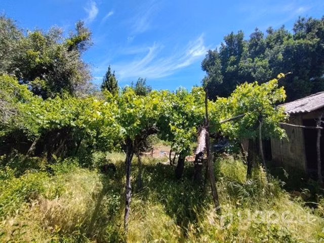 Parcela 9.600m2 Yumbel, Sector Vista Hermosa - Imagen 2