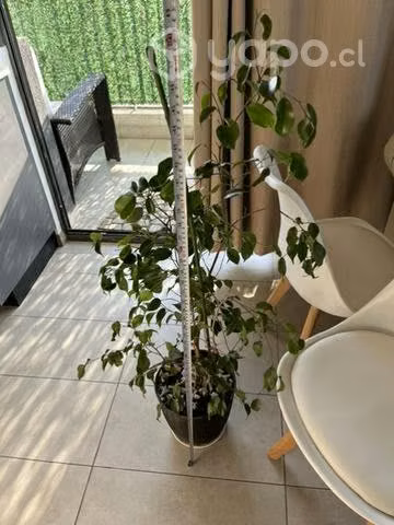 Ficus con maceta 1.20 m aprox