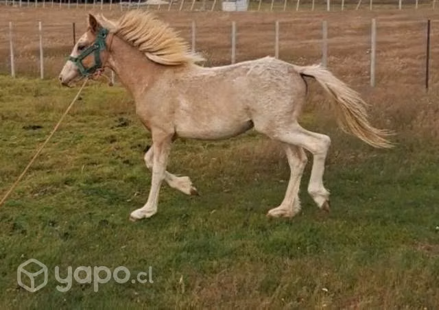 Se vende potranca rosilla overa