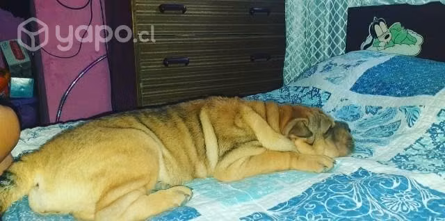 Perritas en adopcion Sharpei