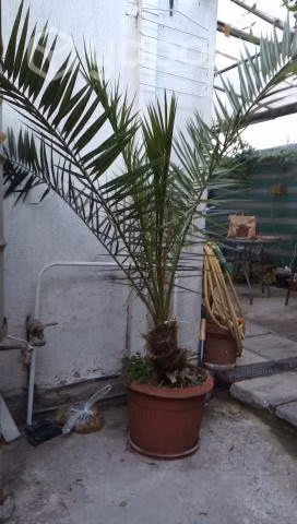 Palmera