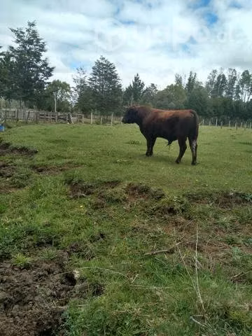 Toro raza Angus marrón de dos años