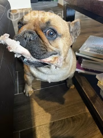 Bulldog francés busca novia - Imagen 2