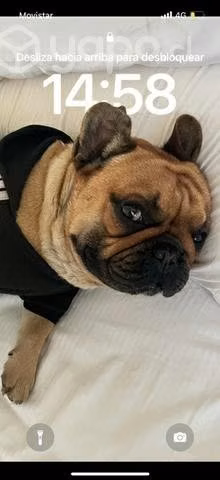 Bulldog francés busca novia - Imagen 3