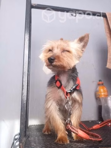 Peluqueria