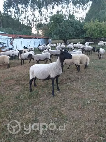 Carneros, ovejas y borregas - Imagen 6