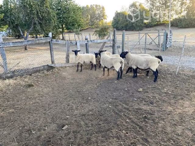 Carneros, ovejas y borregas - Imagen 4