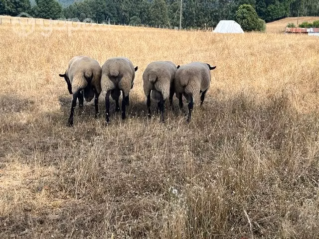 Carneros, ovejas y borregas - Imagen 2