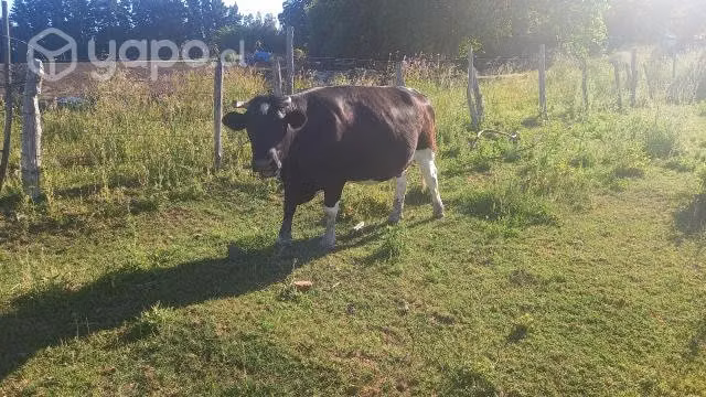 Vaca - Imagen 2