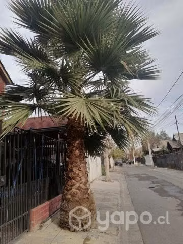Palmera abanico - Imagen 2