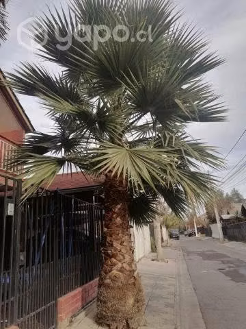 Palmera abanico