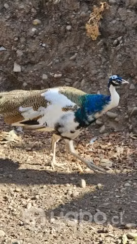 Pavo real arlequín