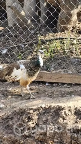 Pavo real arlequín