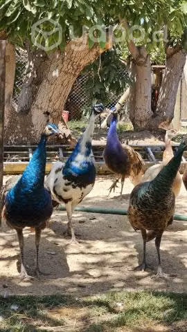 Pavo real arlequín