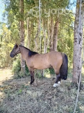 Caballo maestro