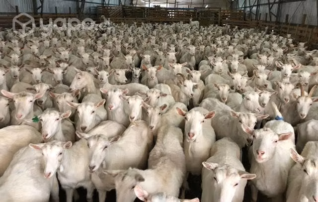 Cabras saanen preñadas genética francés