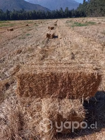 Fardos paja de trigo