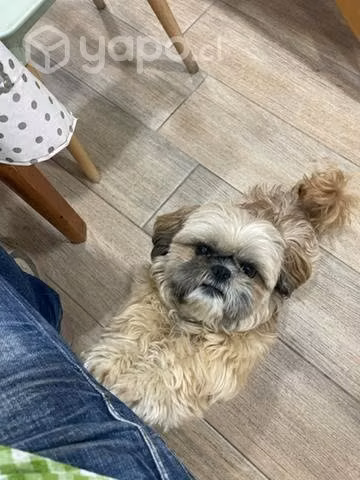 Perrita shitzu