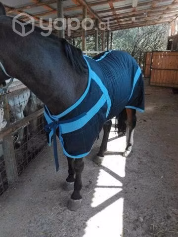 Carpa Caballo invierno pesada